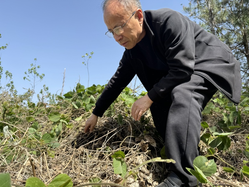 1750410772981744.jpg 葛根發芽5.jpg