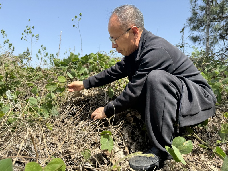 1756107209758531.jpg 葛根發芽6.jpg