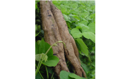 吃了這么多年的野生葛根粉,你吃對(duì)了嗎?