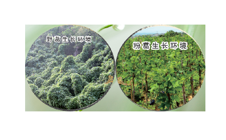 高學歷養生黨親測：這款雙有機野生葛根粉，憑什么成日常優選？?