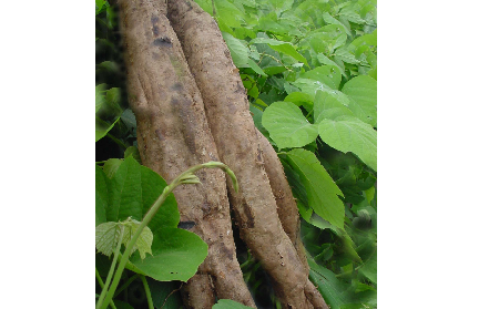 長期吃葛粉是養生還是傷身?科學解讀它的三大益處,讓你吃得更明白!