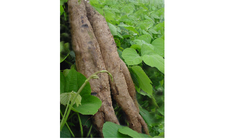 正宗的野生葛根粉,本質是淀粉嗎?探秘千年本草中的自然饋贈