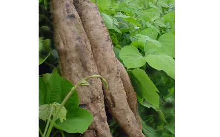 葛粉是什么?解鎖這份藏著千年文化與養生智慧的天然食材