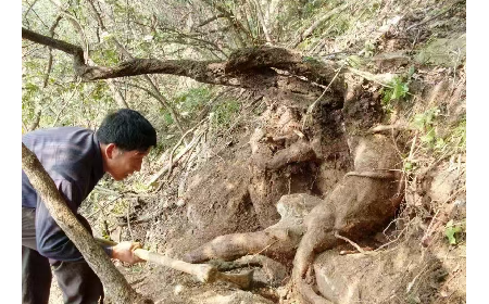 藏在隨州深山里的自然饋禮:二月風(fēng)有機(jī)野生葛根粉,守護(hù)孩子純粹成長(zhǎng)