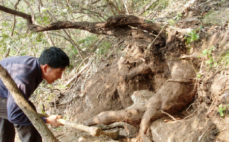 深山藏珍,二月風正在大量收購寒冬野生葛根