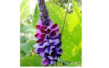 大洪山珍味:二月風有機野生葛根粉的匠心溫度